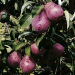 Саженец груши "Кармен" Саженец груши "Кармен"